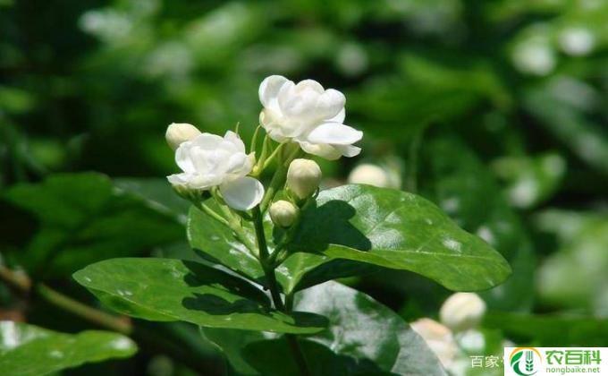 茉莉花树怎么养(茉莉花:繁花似锦的背后)