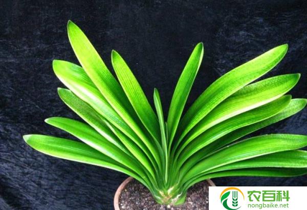 君子兰室内养殖方法（简单易行的步骤）