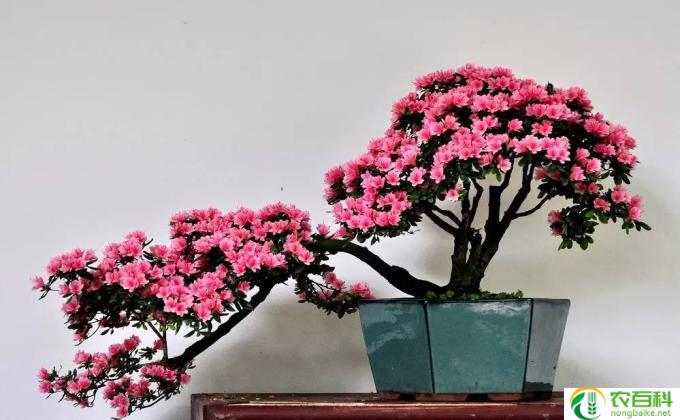 杜鹃花的种子怎么种(杜鹃花的繁殖方法）