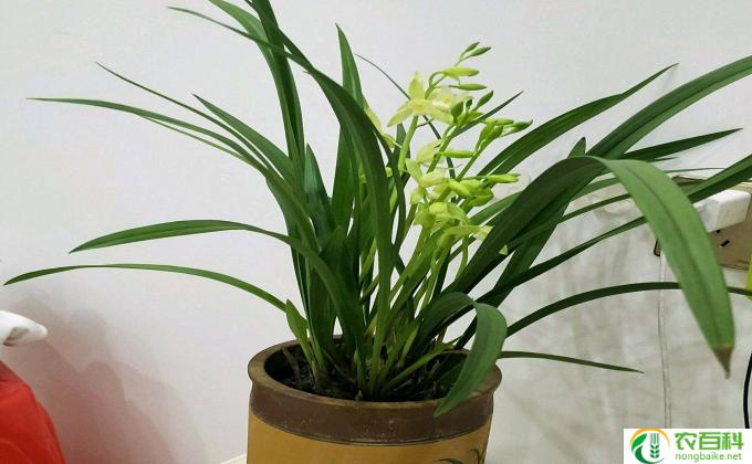 玲兰花怎么培育(玲兰花培育攻略）