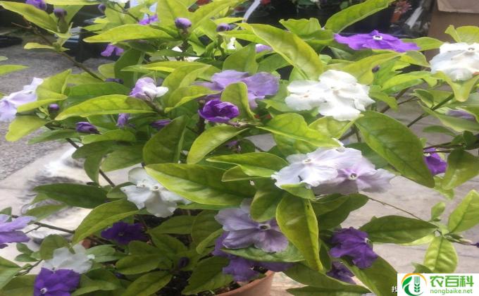 怎么养茉莉(茉莉的温馨陪伴——茉莉养护指南)