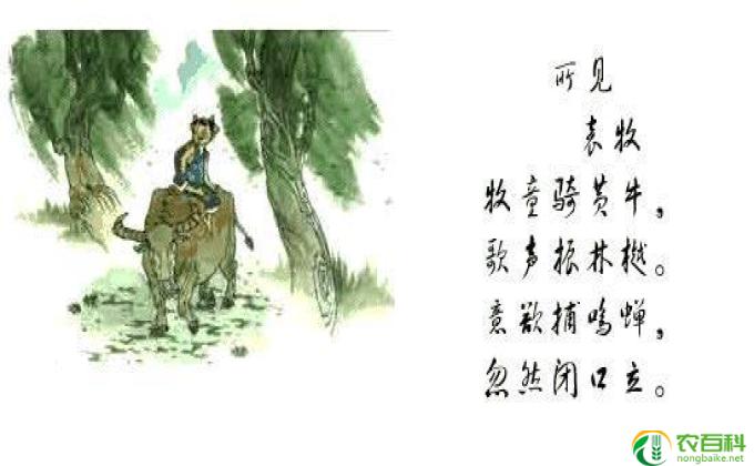 牧童骑黄牛古诗的含义