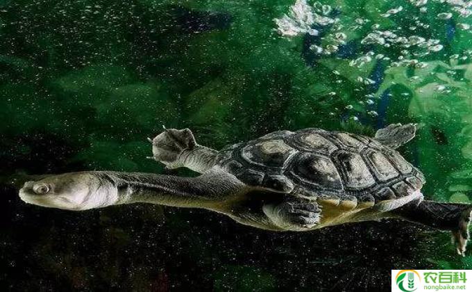 金琥怎么养(金琥鲨的饲养技巧)