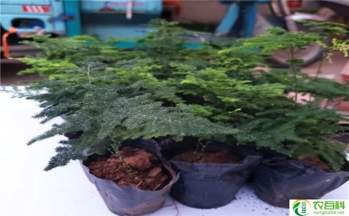 盆栽红豆杉怎么定型(盆栽红豆杉的塑形技巧）