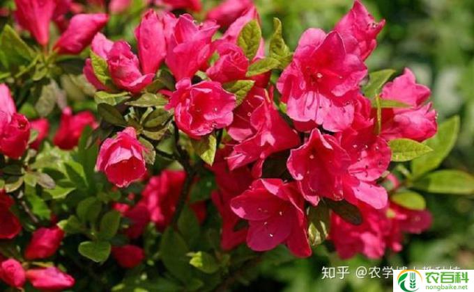 怎么繁殖杜鹃花(杜鹃花繁殖法）