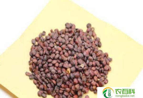 南瓜子对性功能(增强男性性欲的自然良品)