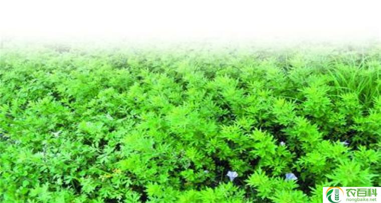 野生艾草图片大全大图（探索大自然的美丽奇观）