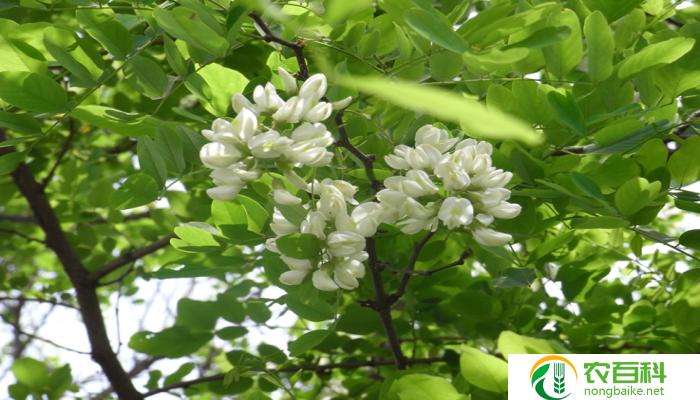 槐树花什么时候开花（花期及特点）