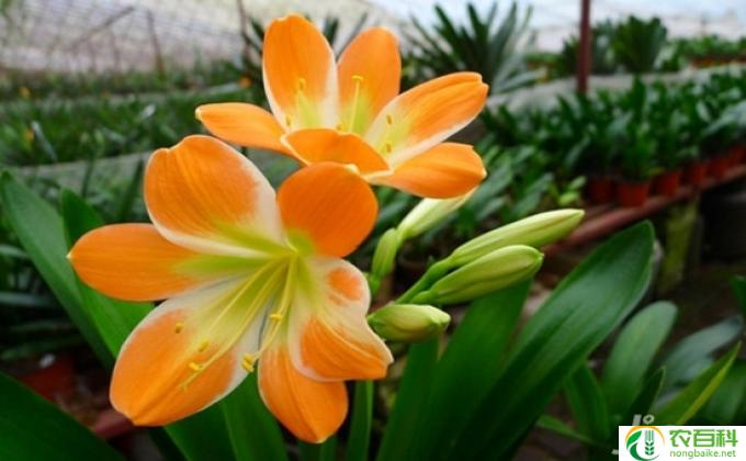 水莲花怎么养(水莲花养殖技巧)