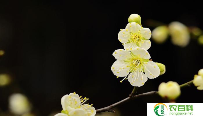 梅花与腊梅有区别吗（生长环境与花期不同）