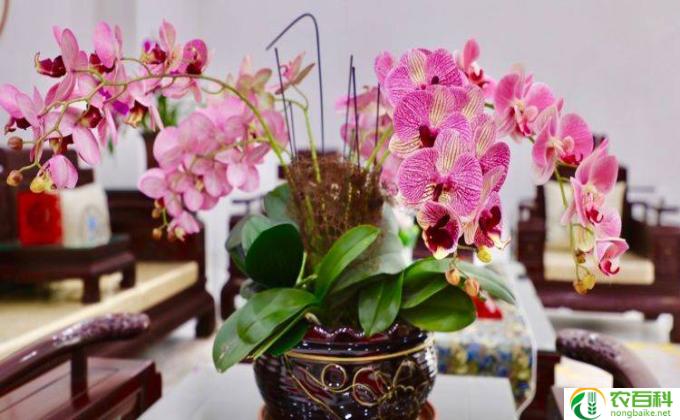 蝴蝶兰叶子黄怎么办(蝴蝶兰养护小技巧）
