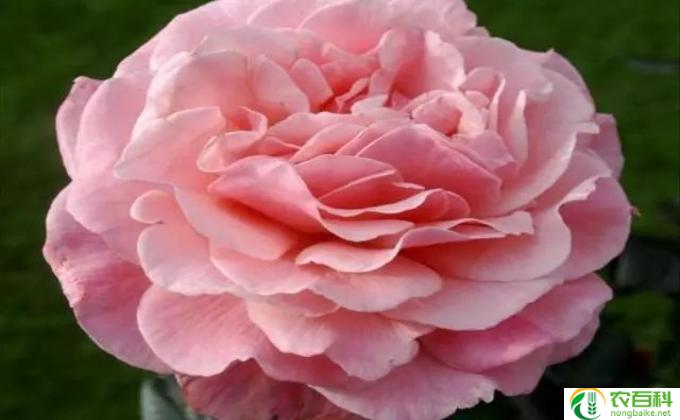 月季花要怎么养(养护月季花的技巧)