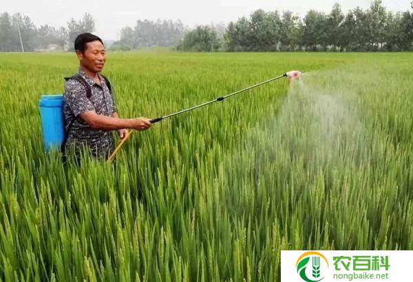 什么是万能水溶肥料的作用(提高作物生长效果)