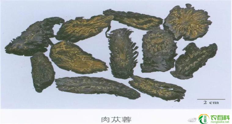 草苁蓉和肉苁蓉的图片（自然奇迹的魅力）