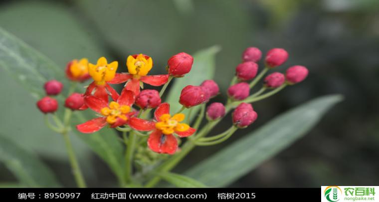 马利筋图片（展现肌肉力量与美感）