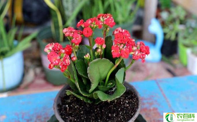 山丹丹花怎么养殖(山丹丹花养殖小窍门）