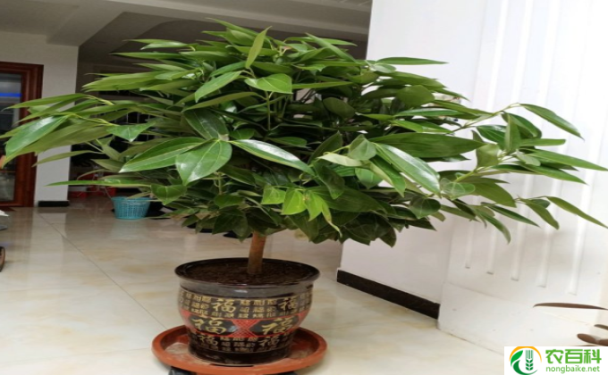 散尾葵要怎么浇水(散尾葵浇水技巧)