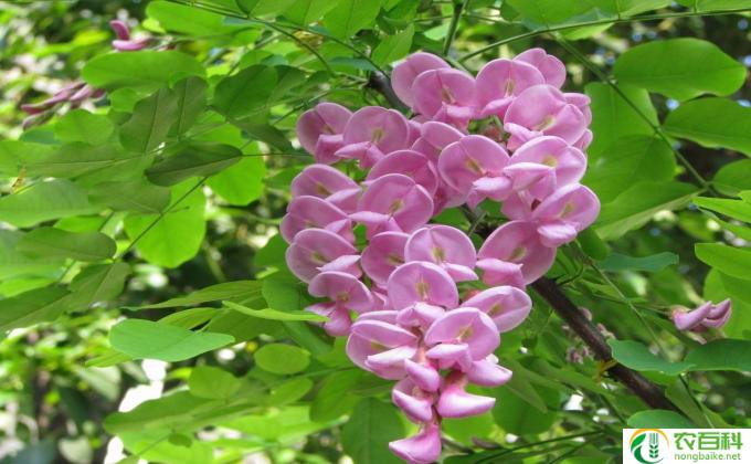 中性花怎么繁殖(中性花繁殖小技巧）