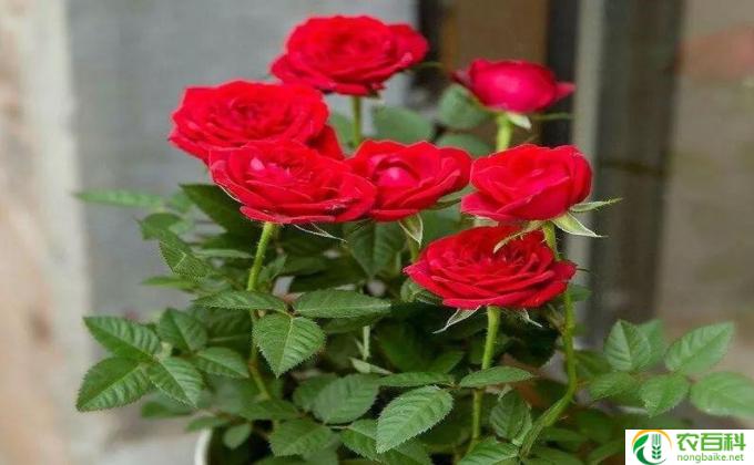 玫瑰花盆栽夏天怎么养(夏天养玫瑰，让花儿绽放更美丽）