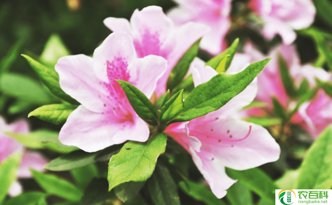 春季3月杜鹃花怎么养(春韵 细诉杜鹃之养护）