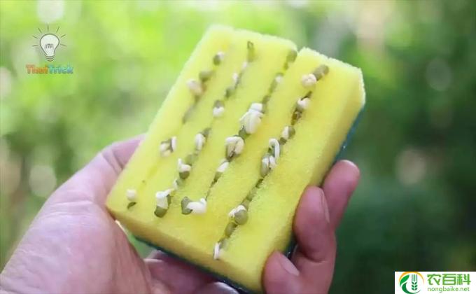 春鹃怎么修剪(修剪春鹃是一项关于护理植物的重要任务。下面将为您介绍如何修剪春鹃。）