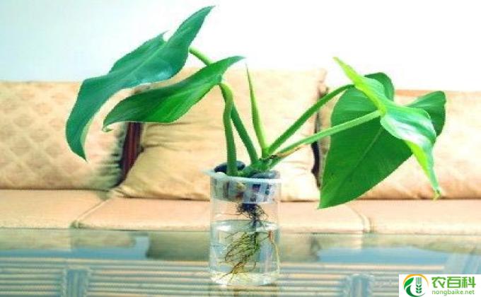 小盆栽怎么种植方法(盆栽种植法）