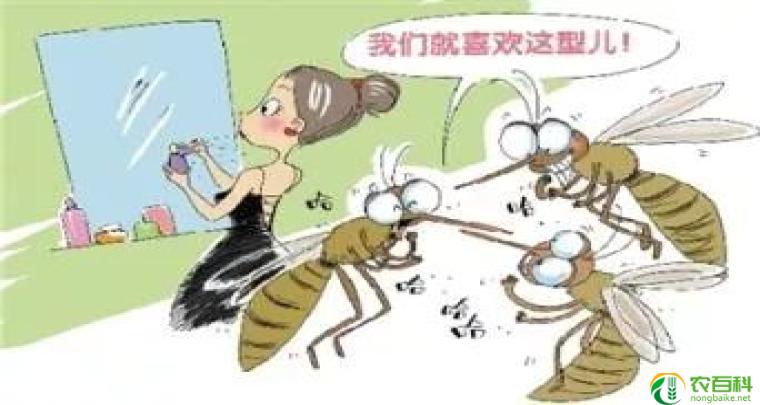 蚊子最讨厌的6种气味(有效驱蚊的秘密武器)