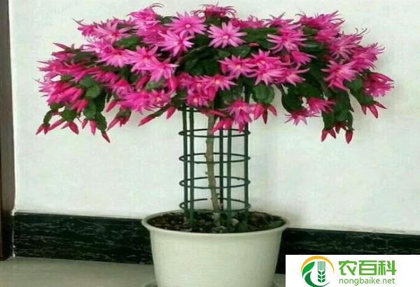 三伏天用叶仙嫁接蟹爪兰(繁花盛开,绿意满园)