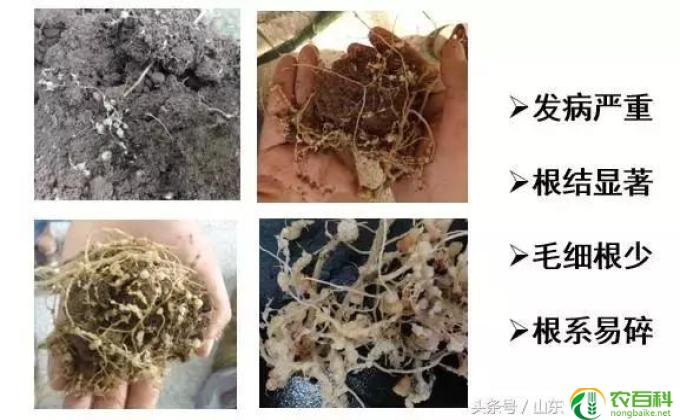 树木烂根怎么办(树木烂根处理）
