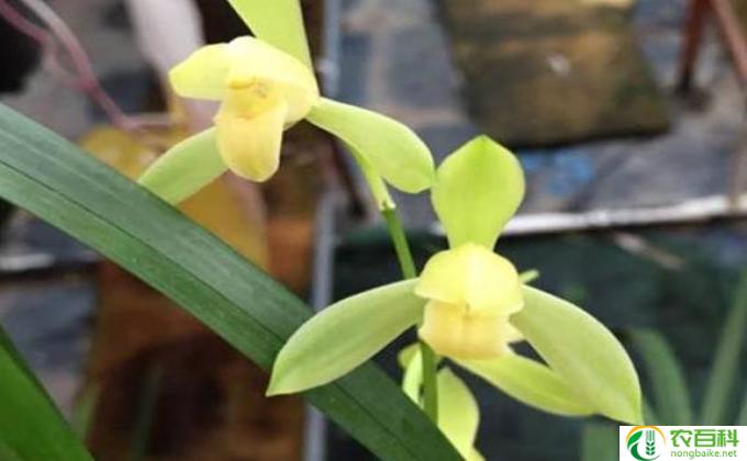 兰草要怎么养(兰草养护指南)