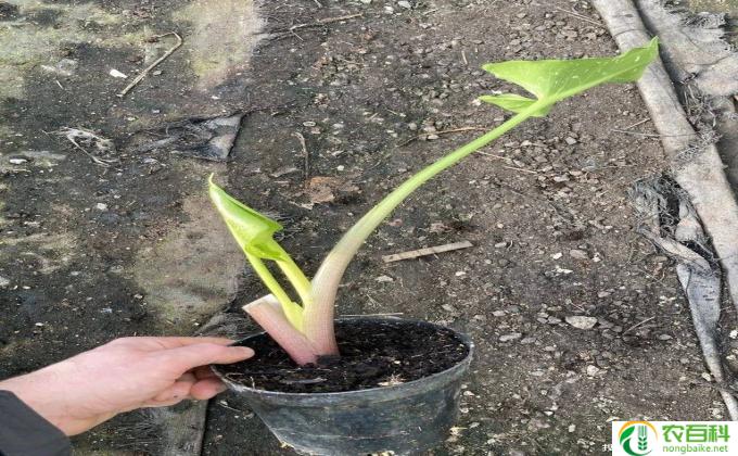 马蹄莲盆栽怎么养(如何养马蹄莲盆栽)