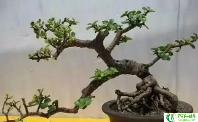 红梅盆景怎么修剪(盆景修剪的技巧）