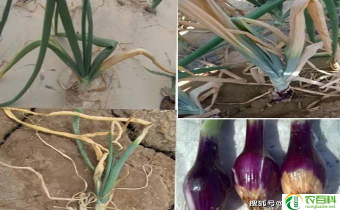 花根腐烂怎么办(em腐烂花根的处理方法em）