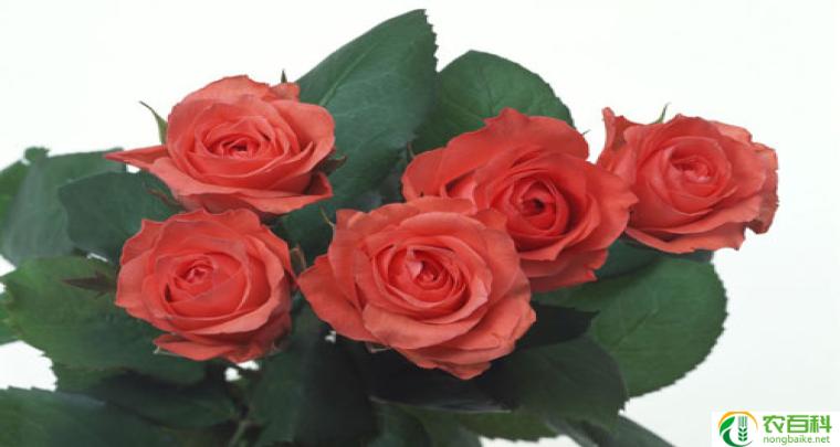 送玫瑰花颜色各代表什么(了解花语传情的细节)