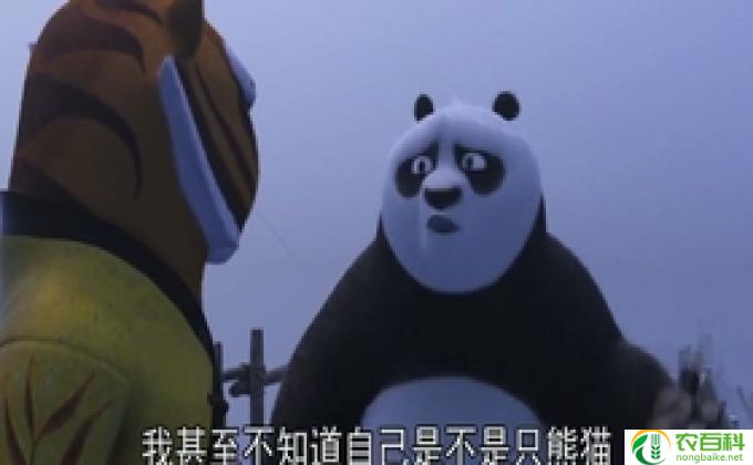 熊猫京京的真实结局,揭开熊猫京京的谜底