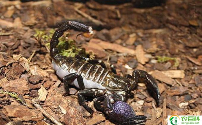 什么蝎子好(蝎子大赛·毒爪之争)