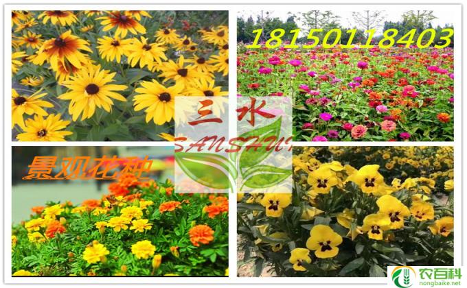 花种怎么产生(花卉的生成原理是什么）