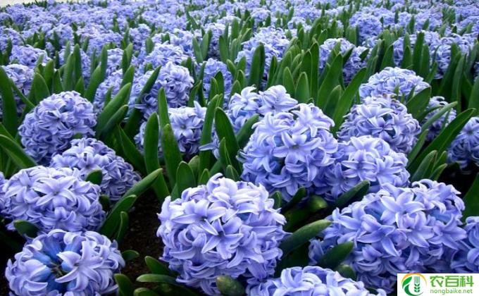 风信子开花之后怎么养(如何养护风信子开花）
