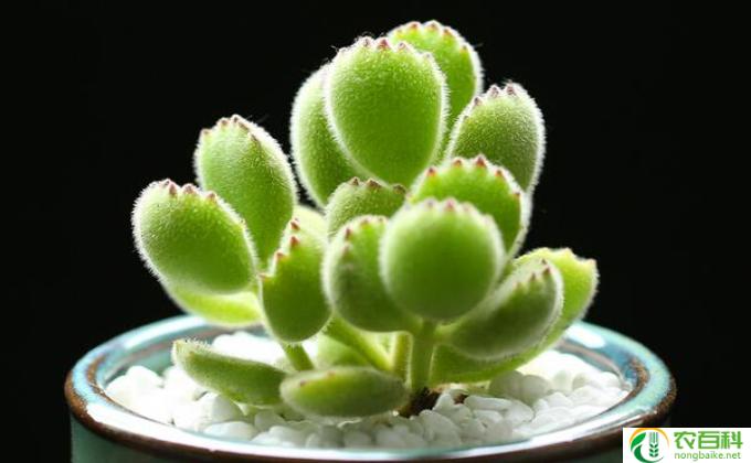 多肉植物休眠期一览表（了解多肉植物的休眠特点）