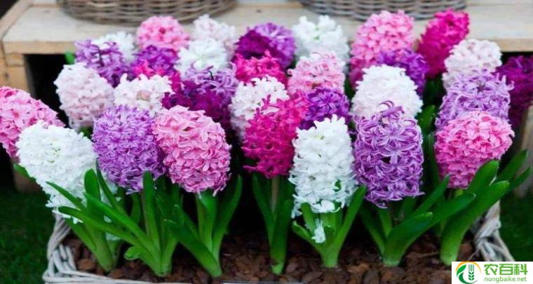 风信子寓意（花开盛放的希望）