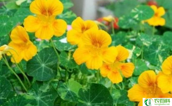 旱莲怎么种植(种植旱莲的方法）