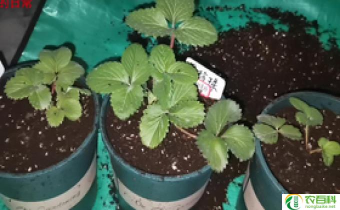家庭盆栽草莓怎么换盆(换盆技巧分享）