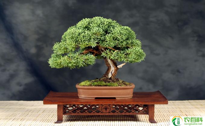 盆景冬天怎么保温(盆景保温有妙招）