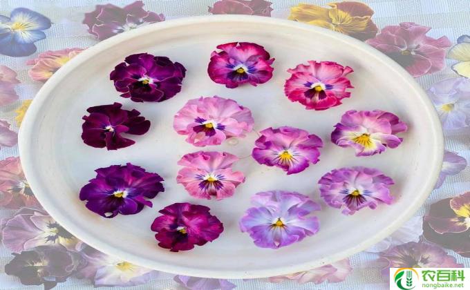 冬季花卉怎么杀虫(花卉杀虫攻略）