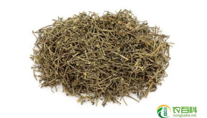 毛蕊花对肝脏有损害吗(科学研究结果揭示真相)
