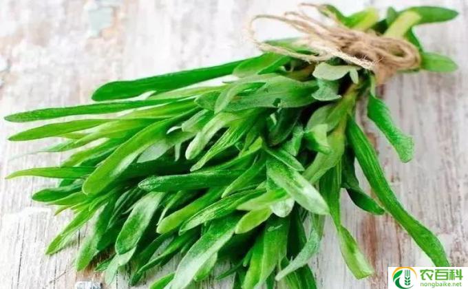 什么叫面条菜(面条菜的正确定义)