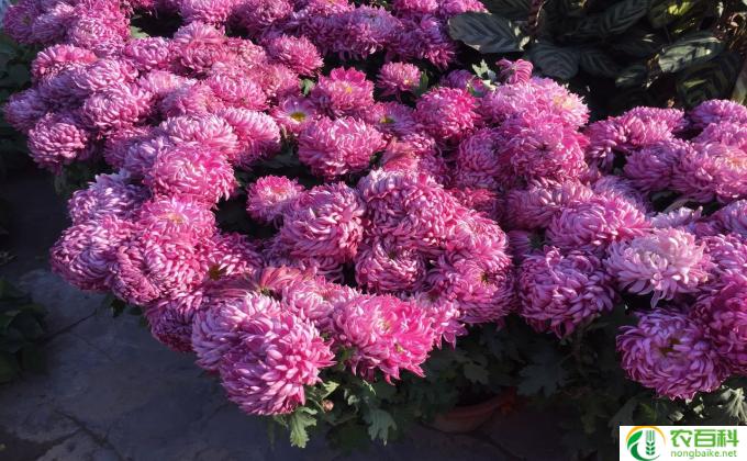什么芋花(神秘花香）