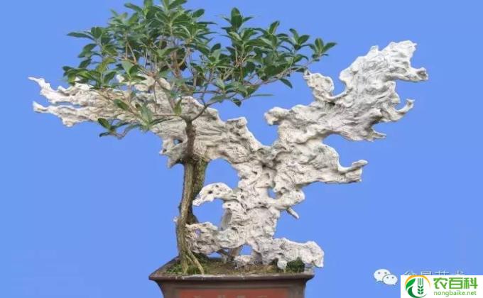 养桂花怎么修剪(养桂花的修剪技巧）
