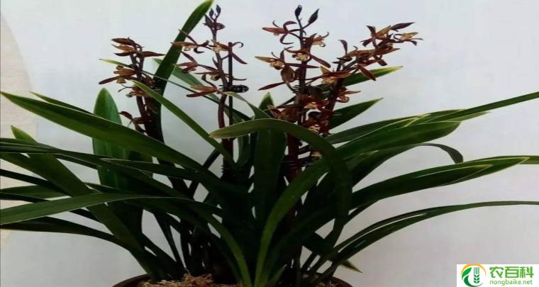 兰花开花时能不能浇水（影响花期和花朵质量的关键因素）