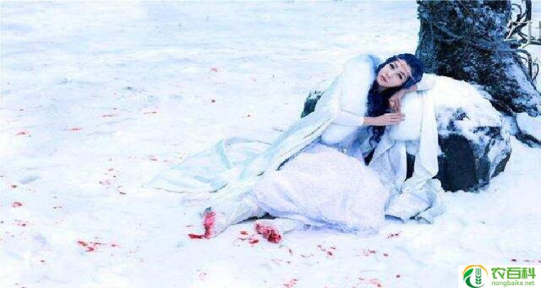 狼毒花后传爱与背叛的绝美交织